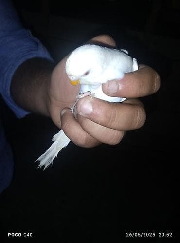 heyvanlarin satisi: Ağ rəngli, balaca tutuquşu satılır. Evdə saxlamaq üçün idealdır — 2