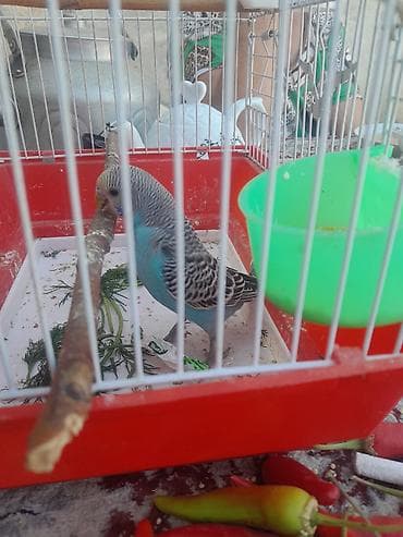 bulbul quşu: Popugar — 1