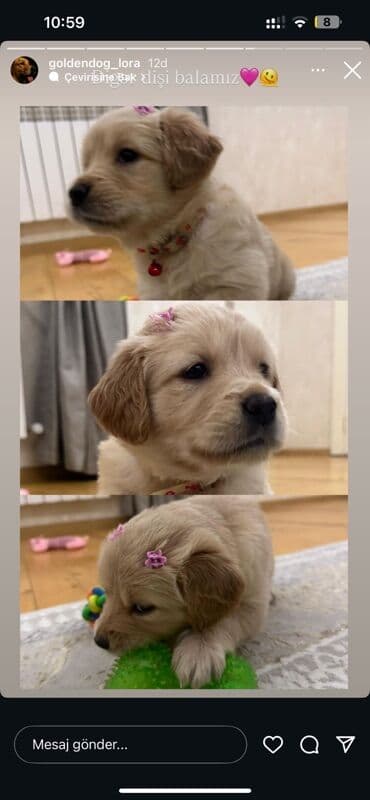 it bazari 2019: Retriever, 1 ay — 2