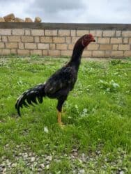 Коровы, быки: Heyratı beçə. Sağlam heyvandı heç bir problemi yoxdu. Təcili pula — 2