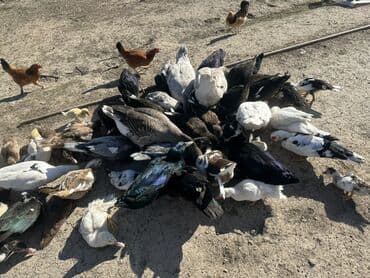 kuban ördek: Salam Aleykum Satılır Ördək Qaz Ördək Cücəsi Toyoq 36 Ədəd Lal Ördək — 11