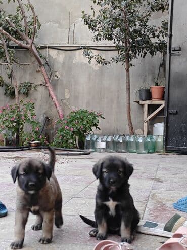 Pişiklər: Kanqal, 1 ay, Erkek, Sənədli, Ünvandan götürmə — 1