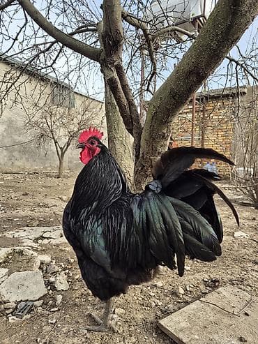 barter heyvanla: Xoruz, il: 1 — 5