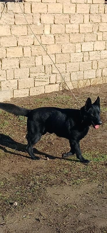 alman ovçarka: Alman çoban iti, 11 ay, Erkek, Peyvəndli — 4