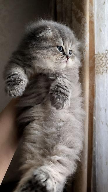 шиншилла котенок купить: Tam sağlam toppuş balalar!!! — 3