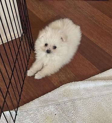 zvanok it type 0: Pomeranian Spitz bala – ağ krem rəngli, super yumuşaq və sıx ikiqat — 1