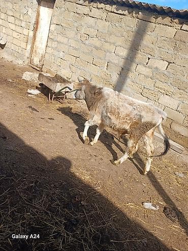 Digər heyvanlar: Erkek dana sstilir cox tecili tecili stilir sok sok qiymete gelin — 3