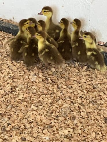 İtlər: Krasnadar lal ördək balaları satılıq.ayın 15 çıxıblar. 9 ədəddi — 1