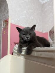 отдам в добрые руки котенка: Британская, Самец, В добрые руки, Самовывоз — 2