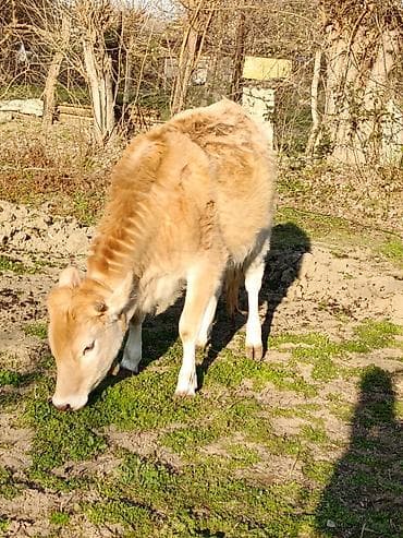 Keçilər, çəpişlər: Satış üçün dana - Növ: Mal-qara (dana) - Rəng: Açıq sarı-qəhvəyi — 5