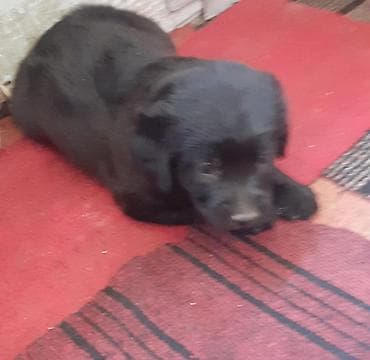 it alanlar: Labrador-retriver, 1 ay, Dişi, Peyvəndli — 7