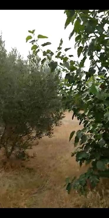 torpaqlarin satisi: 2 sot, Kənd təsərrüfatı, Makler, Kupça (Çıxarış) — 9