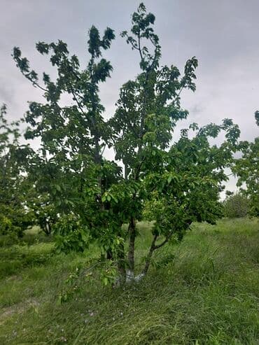 tuya ağacı yağı: 2 hektar 79 sot Məhsul: Gilas bağı Xaçmaz Rahimoba yolunda Asvaltdan — 4