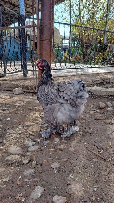 qoyun satisi 2022: Brama yumurtası təzə və mayalı istiyən əvəlcən sifariş verməlidi beh — 10