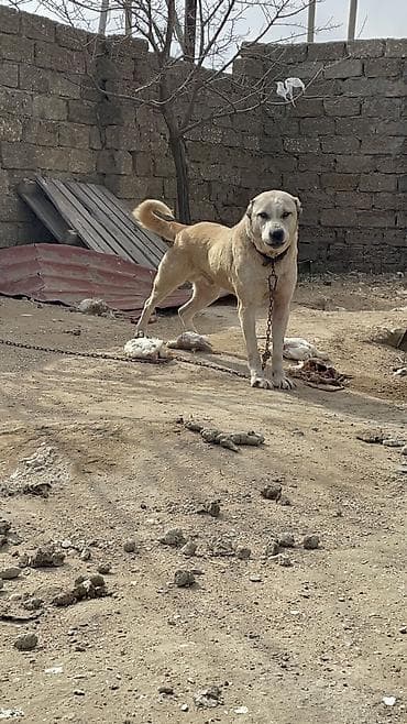 pitbull itlər: Qurdbasar, 2 il, Erkek — 4