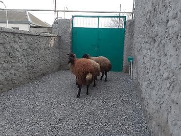 Satlıq qoyunlar – yerli ətlik-yunlu tip. - Say: 3 baş 2 si dişdi 1 lalafo.az -da — 2 Satlıq qoyunlar – yerli ətlik-yunlu tip. - Say: 3 baş 2 si dişdi 1 — 2