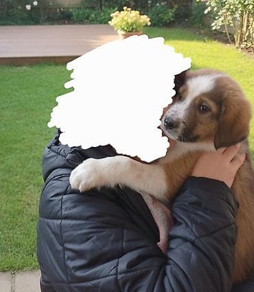 itlerin cutlesdirilmesi: 2 ay, Erkek — 5