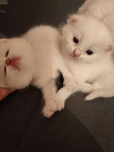 pişim: Ağ tüklü pişik balaları - Tam ağ, yumşaq və ipək kimi tüklər - Böyük — 4