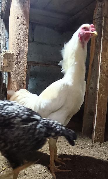 Cücələr: Xoruz, Heyratı, il: 1, Ünvandan götürmə — 4