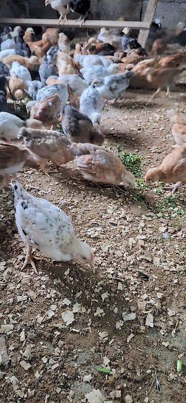 cücə qiyməti: Toyuq cücələri, Damazlıq — 5