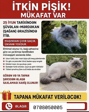 ağ pişik: İTKİN PİŞİK – MÜKAFAT VAR 25 iyun tarixindən Şüvəlan–Mərdəkan (Şağan) — 1