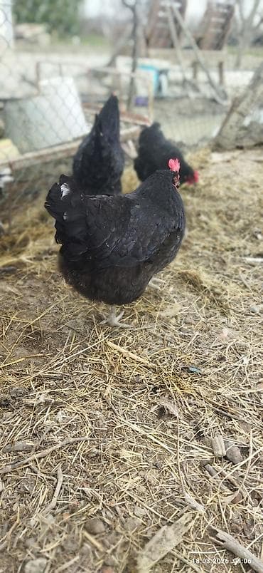 Eşşəklər: Toyuq, Yumurtalıq, Ödənişli çatdırılma — 3