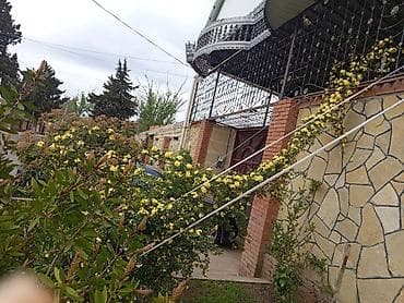 mal dili bitkisi: Ledi benks tikansız sarmaşıg qızıl guller 10azn 15azn 20azn arasında — 3