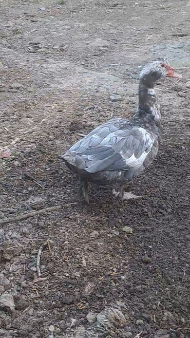 itlərə verilən adlar: Salam aleykum lavanda ördəklər satılır 2 fərə bir xoruz Məhsul — 3