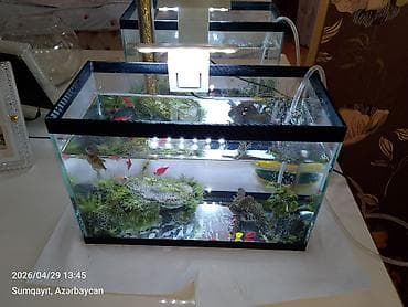 oranda balığı: Ternesiya balığı, Sülhsevər, Pulsuz çatdırılma — 3