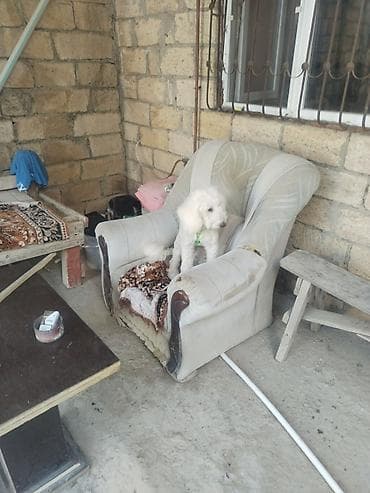 it: Bişon Frize — 3