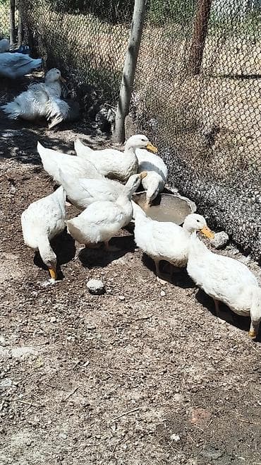 Ağ Pekin (bolqar) ördəkləri satılır. Biri 15 manatdan 18 ədəd