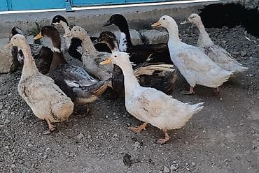 cins toyuqlarin satisi: 10 ədəd ördek satılır 8 dişi 2 ərkək ördəklərdi son — 3