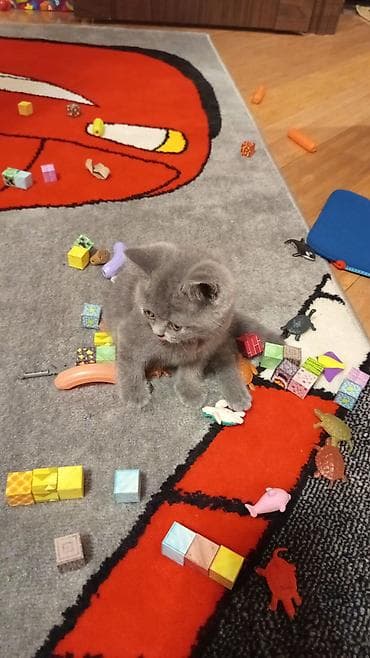 Britan, Erkək, Yaxşı əllərə