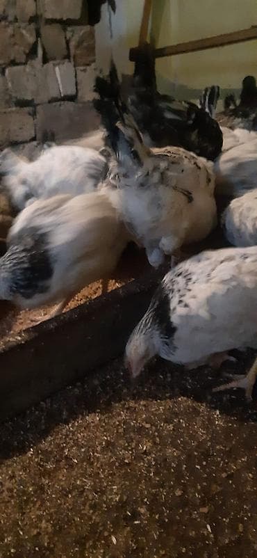 Qazlar: Toyuq, Yumurtalıq, Ünvandan götürmə — 2