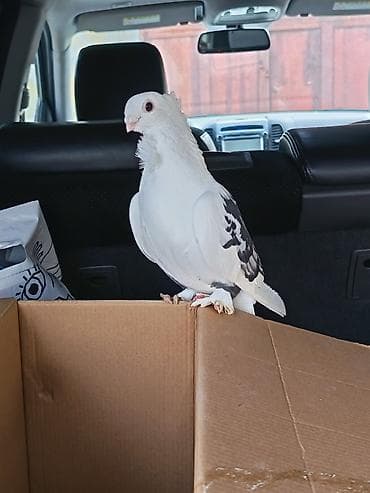 goyercin satisi: 7 ədəd jünkari hazir cütdülər tam sağlam və 3 balasi ilə birlikdə — 5