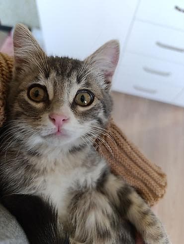 В добрые руки . две девочки и два мальчика — 1