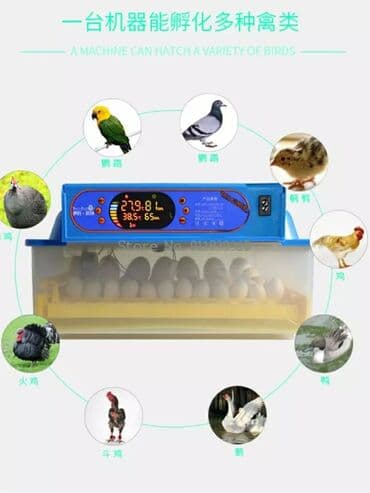 inkubator latoku: Çin, Fabrik istehsalı, Tam avtomat, Bütün növ quşlaq üçün — 1