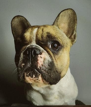 🐶 Fransız buldoqu balası satılır! ✨ Doğum tarixi: 8 iyun 2026-cı il lalafo.az -da 🐶 Fransız buldoqu balası satılır! ✨ Doğum tarixi: 8 iyun 2026-cı il