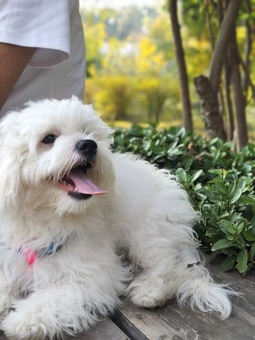 Ferrari: Malta bolonka, 6 ay, Erkek — 2