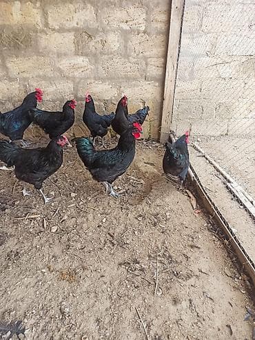 Digər heyvanlar: Toyuq, Damazlıq — 3