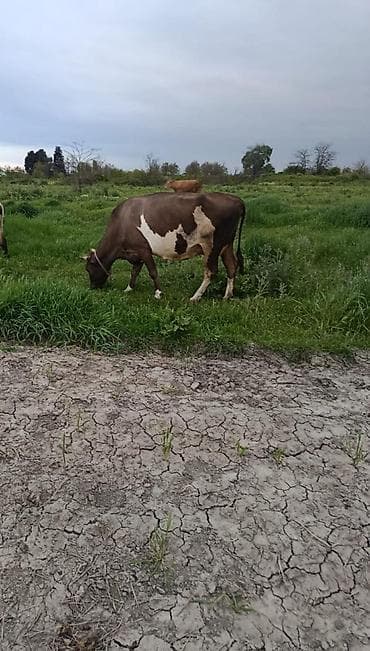 inek sekilleri: Südlük inək - Rəng: qəhvəyi-ağ (qarında iri ağ ləkə, alında ağ — 3