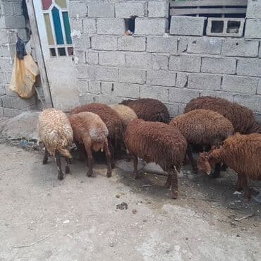 col dovsani satilir: Dişi, il: 1 — 10