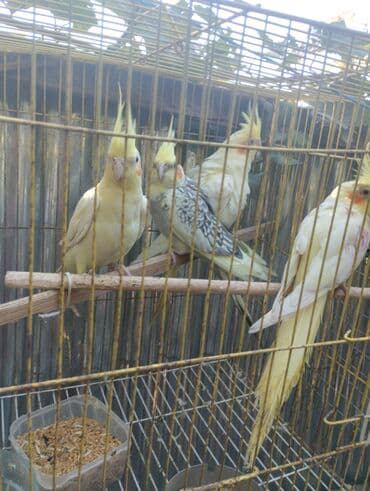 sultan tutuquşu: Məhsul: Nimfa tutuquşuları (Cockatiel) Təsvir: - Şəkillərdəki qəfəsdə — 6