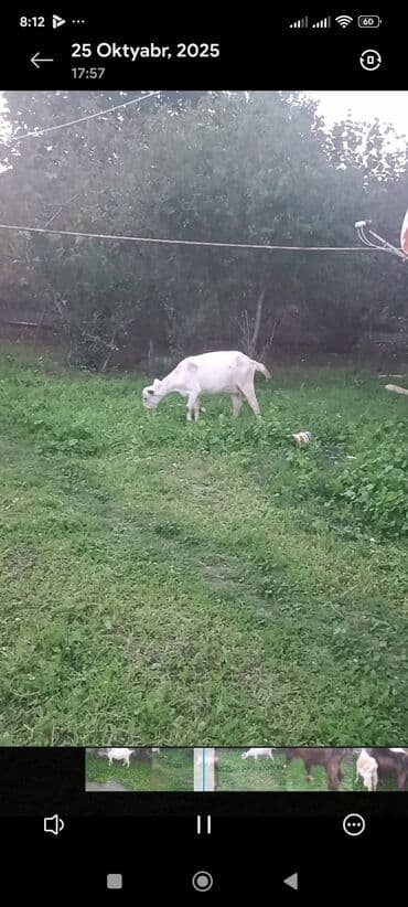 sort keciler: Məhsul: Qoyun-keçi təsərrüfatı üçün keçilər Təsvir: - Şəkillərdə 3 — 10