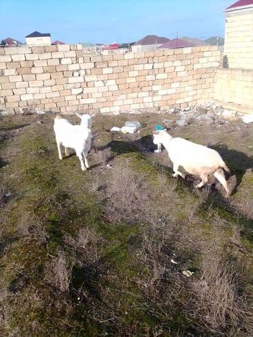 ZİL: Cütü 630 manata keçiler satılır istəyən olsa yazsın video sun atım — 1