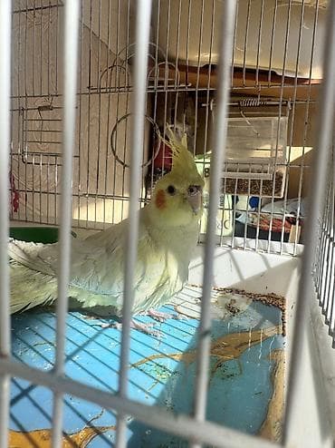 Gəmiricilər: Metall qəfəsdə ev quşları üçün tam dəst Məhsul təsviri: - Avar tipli — 4