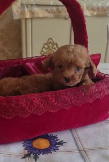 toy budel: Pudel, 3 ay, Erkek, Peyvəndli, Ünvandan götürmə — 7