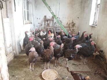 toyuq novləri: 31 ededi tam sağlam hryvanlardi şüvelandadi Təsvir: - Şəkillərdə iri — 4