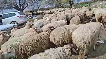 ətlik inək cinsləri: Satış: Qoyun sürüsü 0509813022 - Növ: Qoyun (ana qoyunlar üstünlük — 4