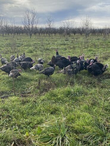 Toyuqlar: Erkək, Ətlik, Ünvandan götürmə — 10